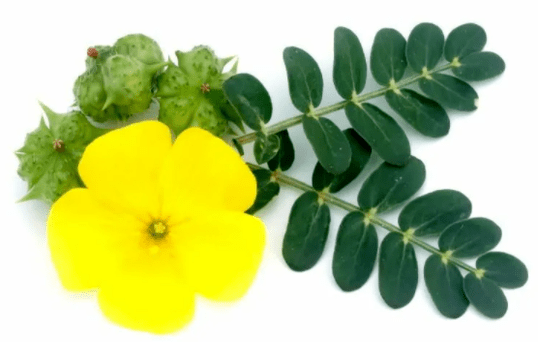 Tribulus climbing as part of Insumed